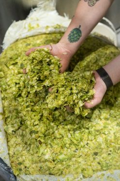 sir hopper fresh hops-12